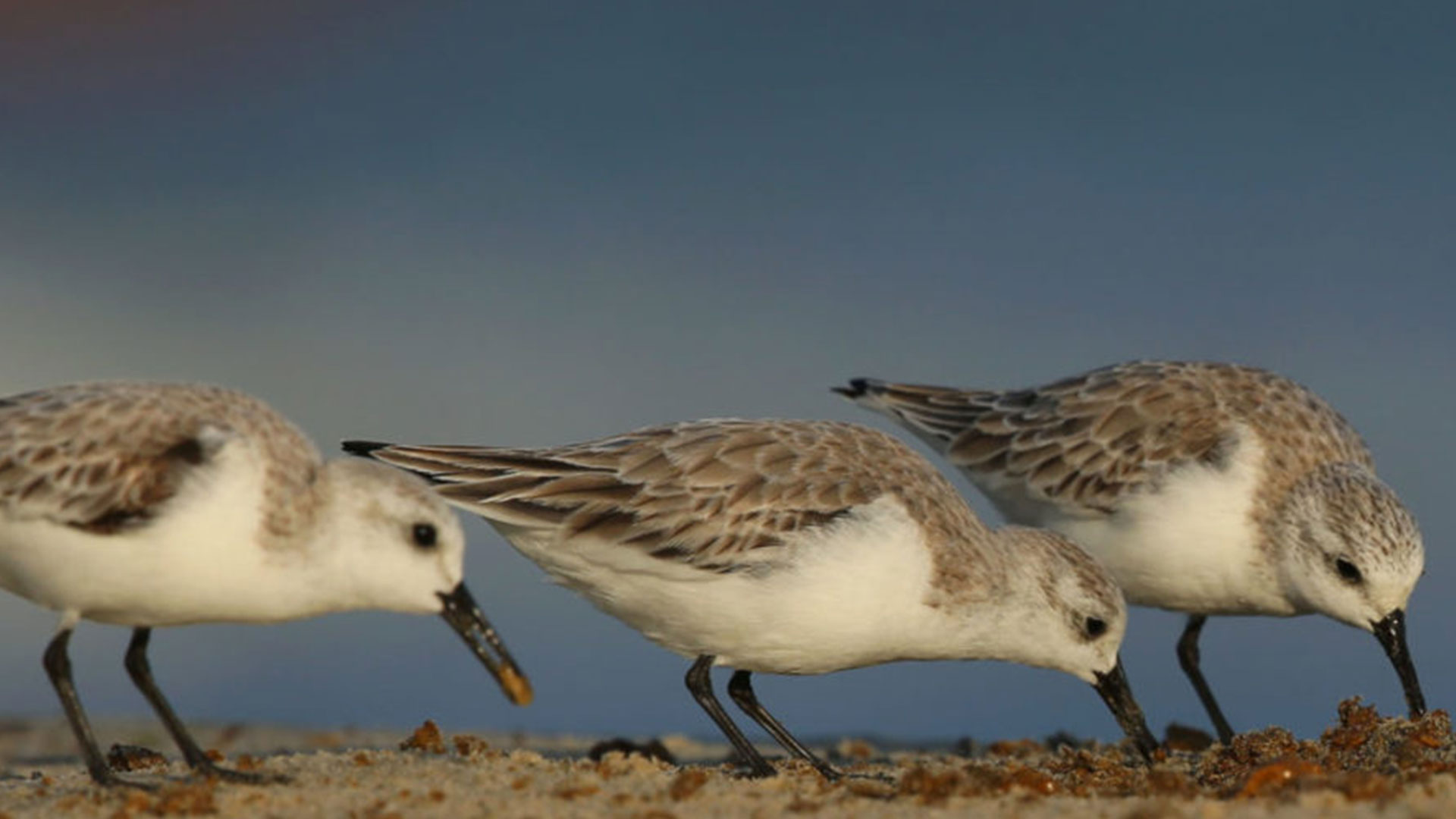 let-the-migratory-birds-fly-unfettered-wetlands-international-south-asia