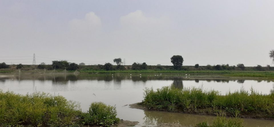 Latifpur Bhangar Wetland_Gautam Budh Nagar - Wetlands International ...