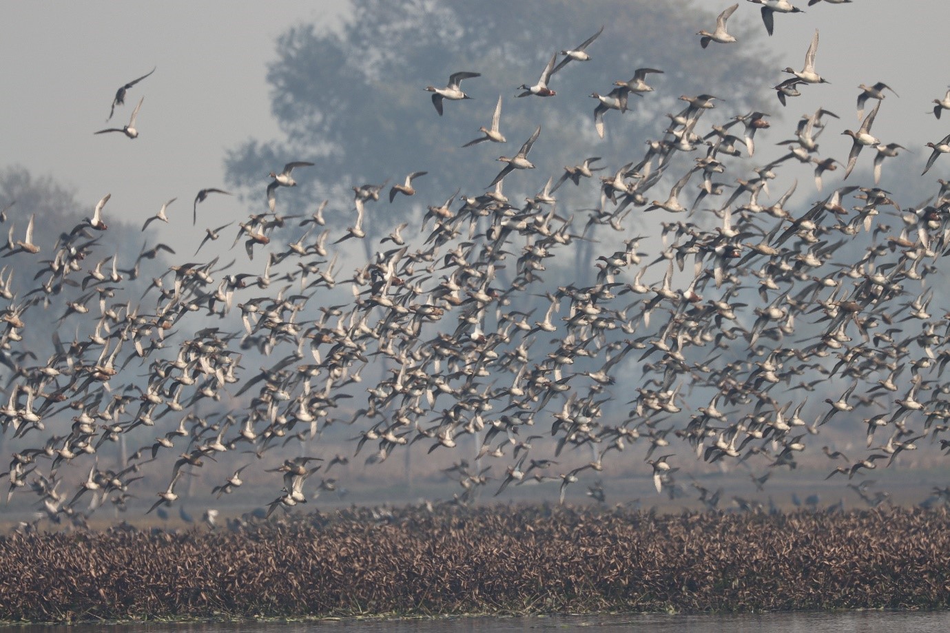 Bird Watching in Borneo—A Biological Treasure Chest