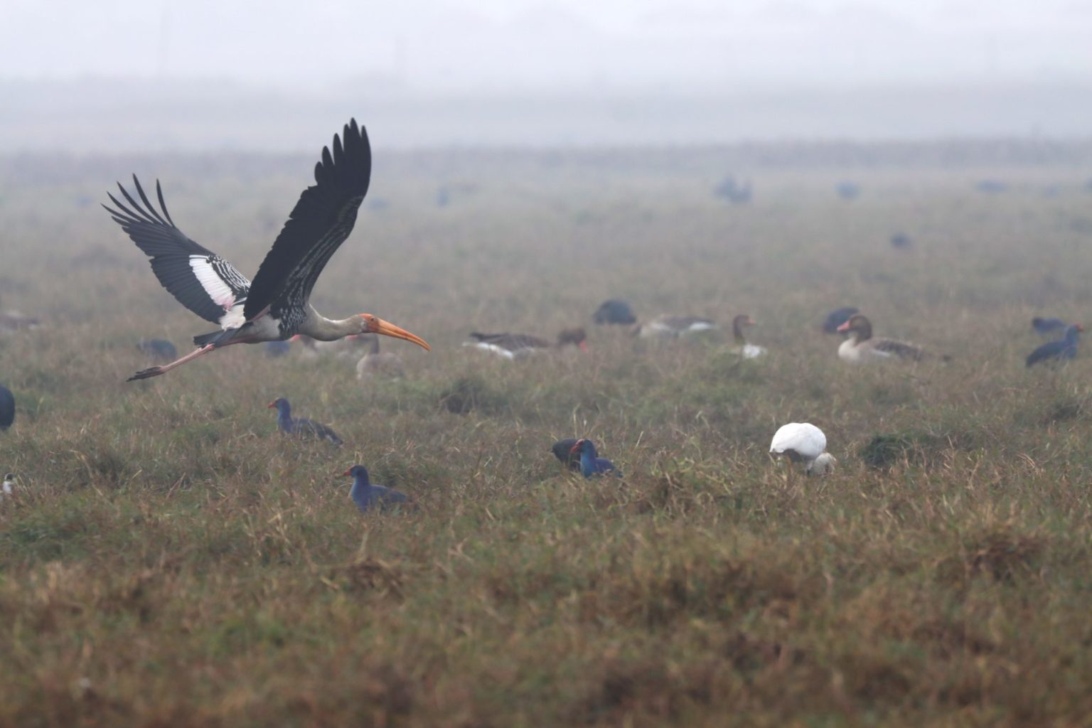 Asian Waterbird Census 2024 Wetlands International SouthAsia