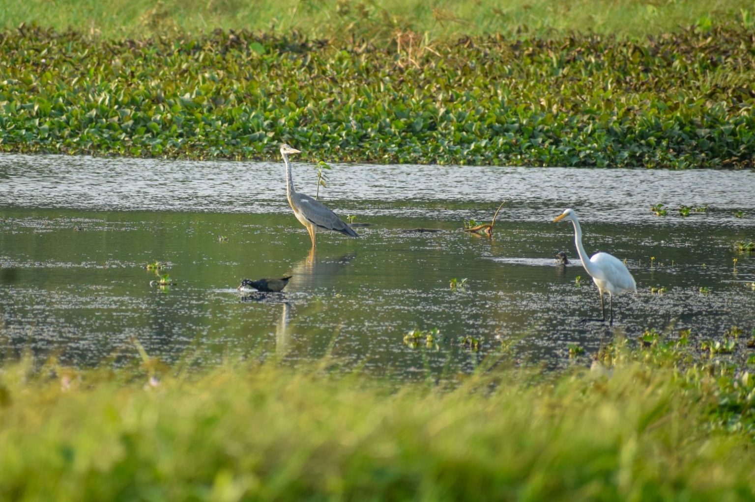 Asian Waterbird Census 2024 - Wetlands International South-Asia