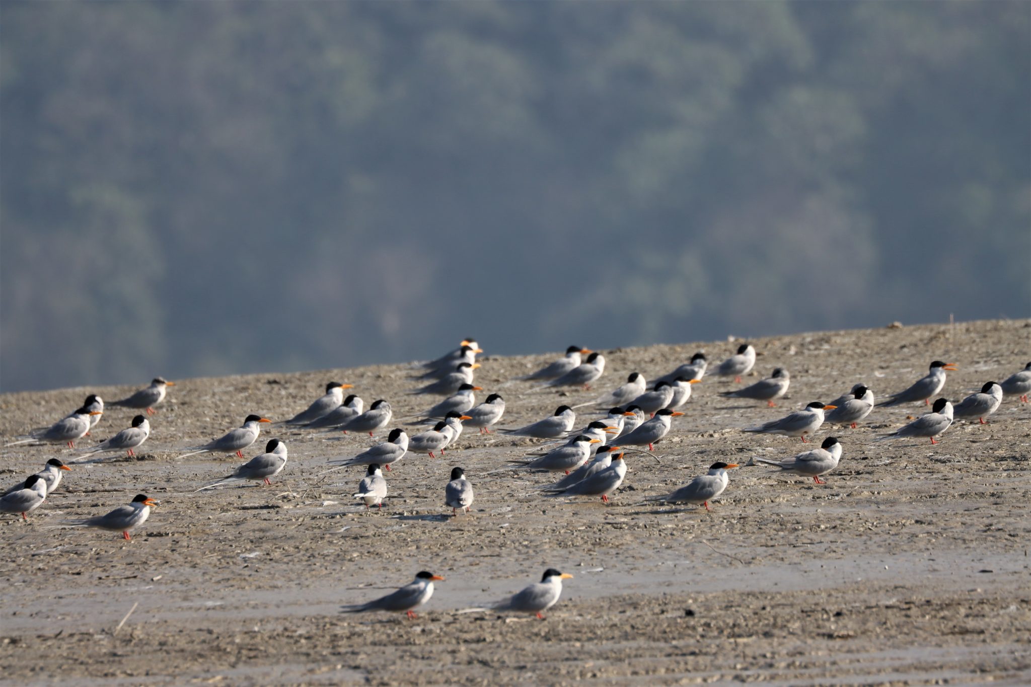 Join us for the Asian Waterbird Census 2025 Wetlands International